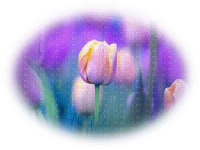 patymirabelle fond fleurs - PNG gratuit