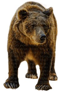animal-bear-deco - безплатен png