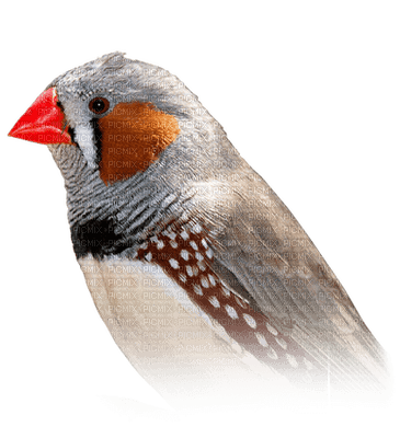 oiseaux - darmowe png