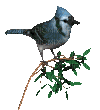 Oiseau ** - Бесплатни анимирани ГИФ