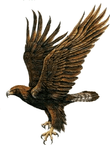 eagle bp - Nemokamas animacinis gif