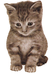 gato   animado gif   dubravka4 - Free animated GIF