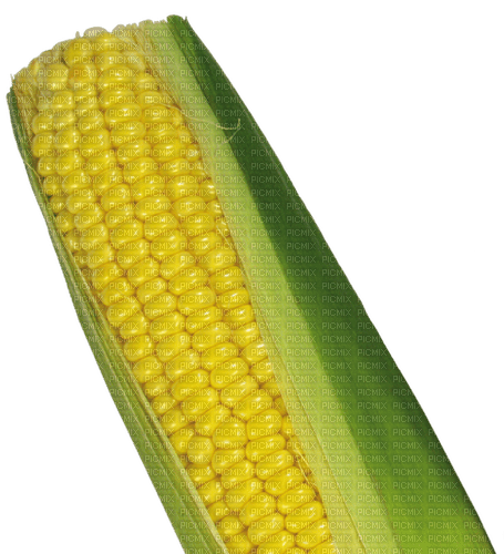 Corn - Free PNG