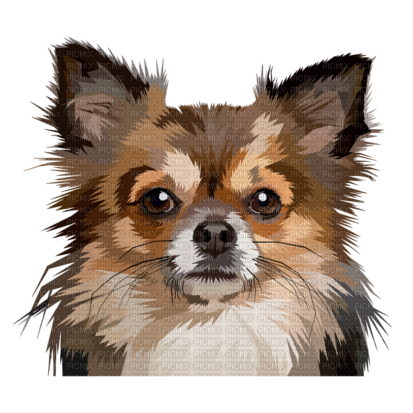 Chihuahua Dog - PNG gratuit