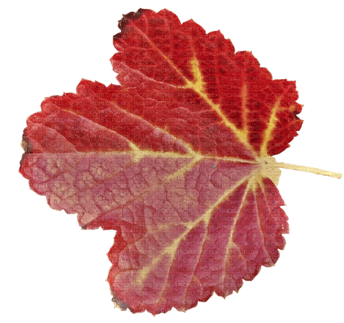 Leaf - darmowe png