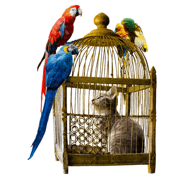 birdcage bp - zdarma png