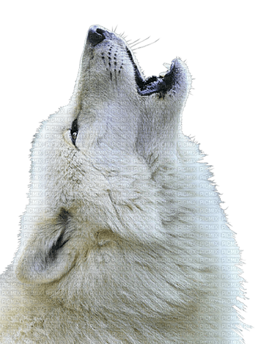 Wolf,deko, animation, gif Pelageya - PNG gratuit