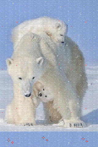 polarbear with babies - Бесплатный анимированный гифка