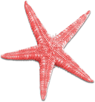 soave deco summer scrap starfish pink - gratis png