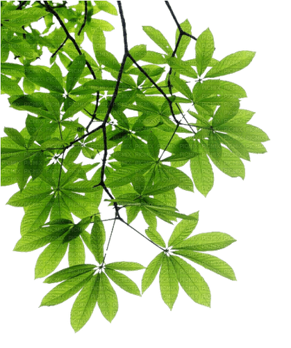 Green Branch - darmowe png