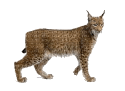 Lynx - Free PNG
