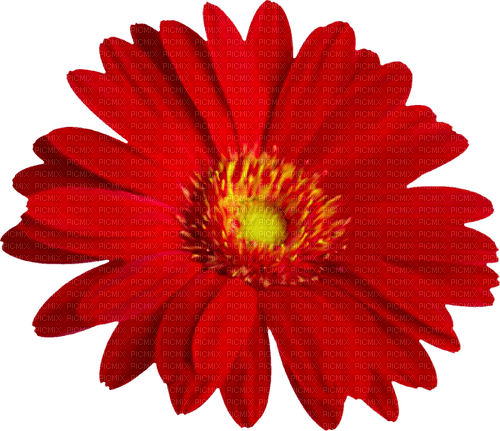 Flower.Red.Yellow - nemokama png
