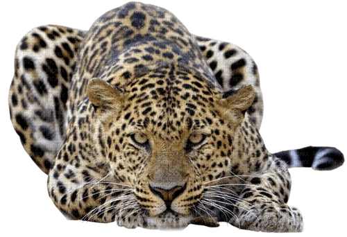 Léopard  jaguar - ilmainen png