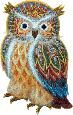 Kaz_Creations Birds Bird Owl - GIF เคลื่อนไหวฟรี