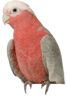 Parrot birds bp - 免费PNG