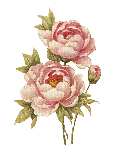 Pfingstrosen, Vintage, Blumen - Bezmaksas animēts GIF