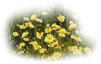 flores campo dubravka4 - png gratuito