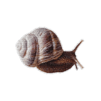 snail - Бесплатный анимированный гифка