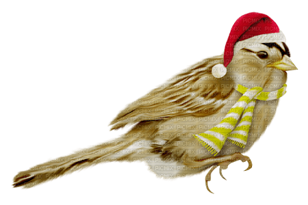 bird kikkapink - PNG gratuit