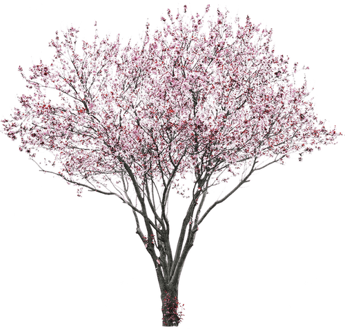 Cherry blossom.Tree.Arbre.Victoriabea - bezmaksas png