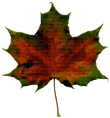 Kaz_Creations Autumn Fall Leaves Leafs - ücretsiz png