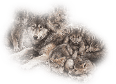 Kaz_Creations Wolves Wolf - PNG gratuit