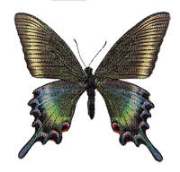 papillon HD - GIF animasi gratis