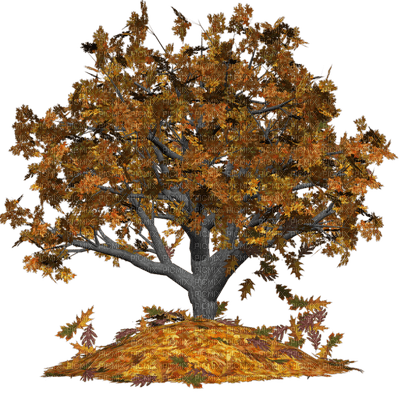 jesienne drzewo - zdarma png