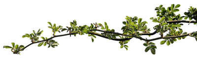 branch, oksa - png grátis