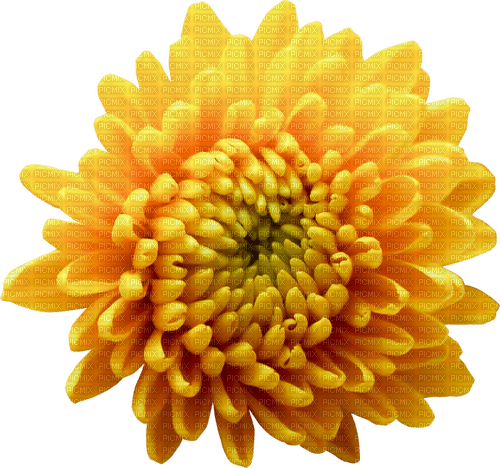 chrysanthèmes web charmille - ingyenes png
