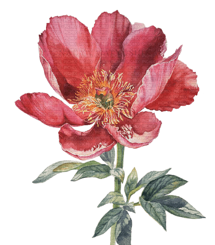 kikkapink watercolor flower - png ฟรี