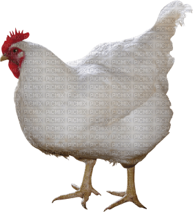 Kaz_Creations Chicken - kostenlos png