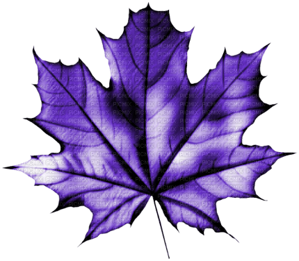 autumn purple leaves automne violet feuilles 🍁
