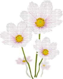 Цветы - gratis png