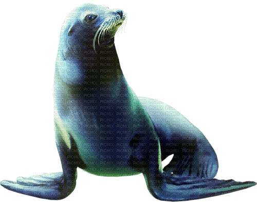 Kaz_Creations Otter - PNG gratuit