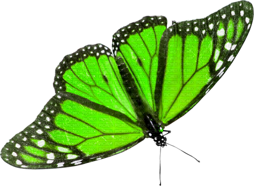 Butterfly.Green - zdarma png