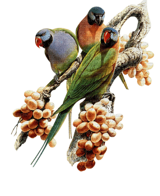 Papugi - PNG gratuit
