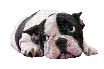 Kaz_Creations Animated Dog Pup - Free animated GIF