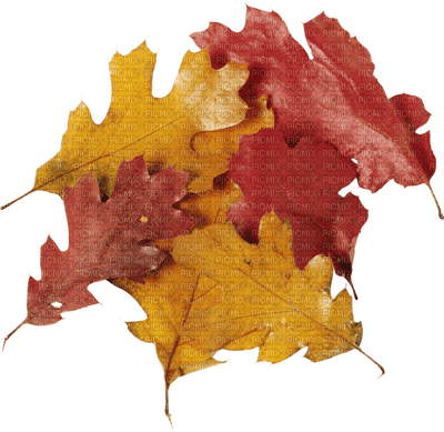 leaves laub feuilles - gratis png