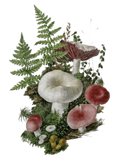 Pilze, mushrooms - png gratis