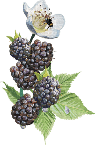 Fruit. Blackberry. Leila - png gratuito