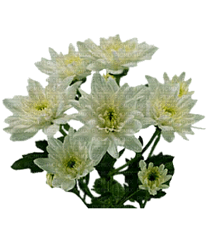 hoa fwe - Besplatni animirani GIF