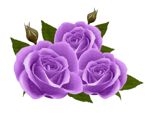 purple rose 3 - png grátis