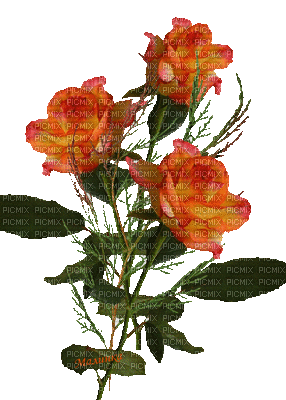 rose orange gif laurachan - GIF animate gratis