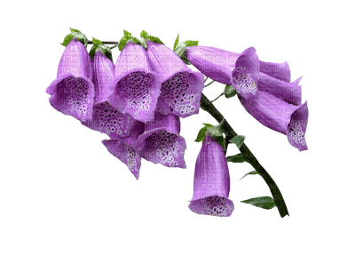 violeta - kostenlos png