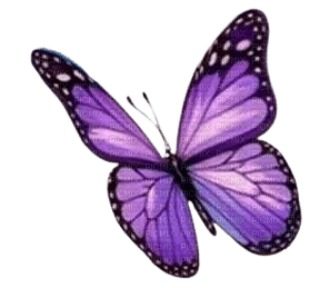 farfalla viola 2 - фрее пнг