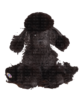 Webkinz Black Poodle Plush - png gratis