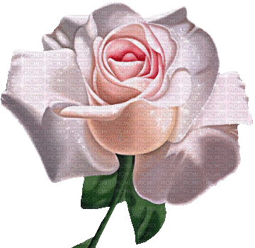 Flowers pink rose bp - Darmowy animowany GIF