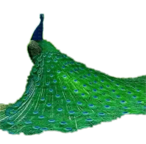 Peacock - zadarmo png