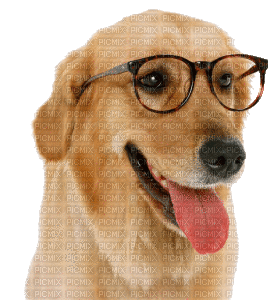 Kaz_Creations Dog Pup Dogs 🐶 - Бесплатный анимированный гифка